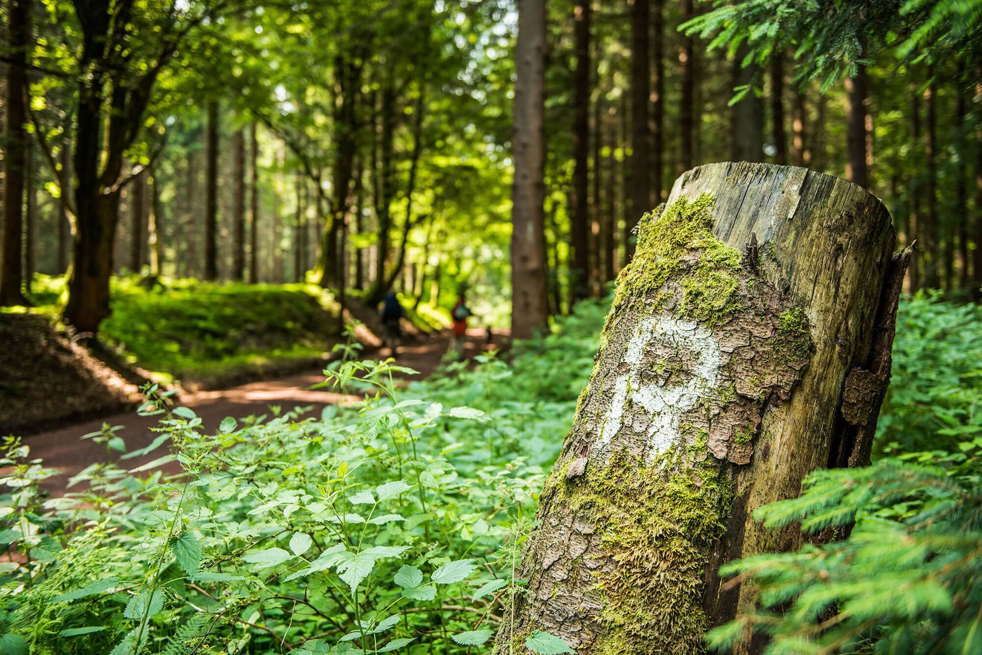 Rennsteig – Thüringer Wald