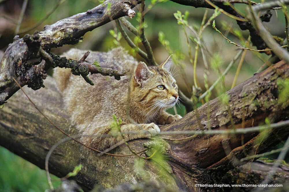 Wildkatzendorf Hütscheroda