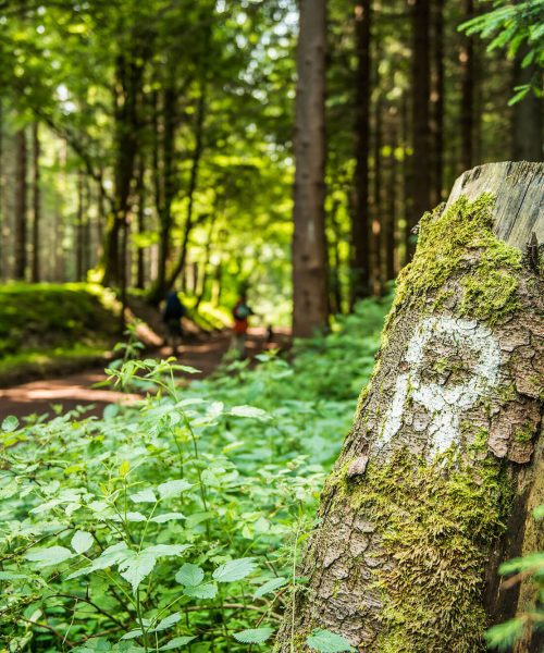 Rennsteig – Thüringer Wald