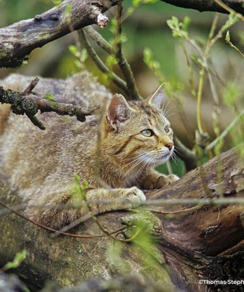 Wildkatzendorf Hütscheroda